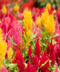 150 Mixed Celosia Plumosa & Pampas Plumes Flower Seeds for Garden - Image 6