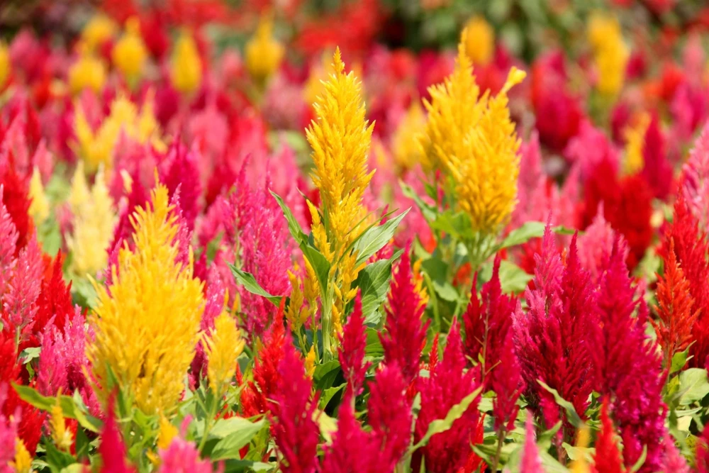 150 Mixed Celosia Plumosa & Pampas Plumes Flower Seeds for Garden - Image 6