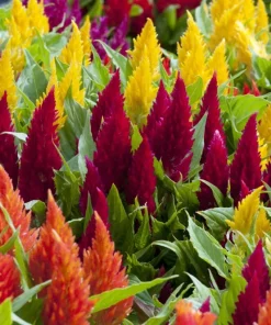 150 Mixed Celosia Plumosa & Pampas Plumes Flower Seeds for Garden - Image 7