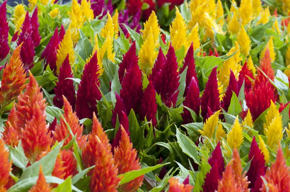 150 Mixed Celosia Plumosa & Pampas Plumes Flower Seeds for Garden - Image 7