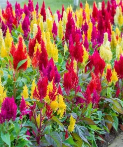 150 Mixed Celosia Plumosa & Pampas Plumes Flower Seeds for Garden - Image 8