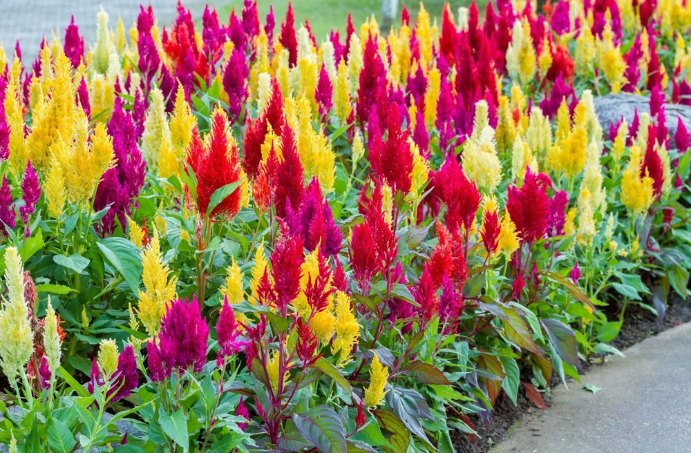 150 Mixed Celosia Plumosa & Pampas Plumes Flower Seeds for Garden - Image 8