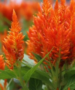 150 Mixed Celosia Plumosa & Pampas Plumes Flower Seeds for Garden - Image 9