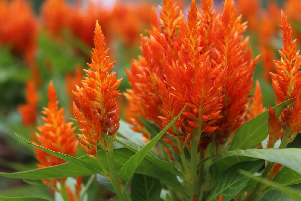 150 Mixed Celosia Plumosa & Pampas Plumes Flower Seeds for Garden - Image 9