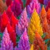 150 Mixed Celosia Plumosa & Pampas Plumes Flower Seeds for Garden - Image 1