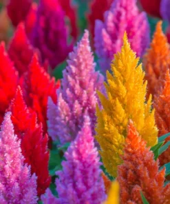 150 Mixed Celosia Plumosa & Pampas Plumes Flower Seeds for Garden - Image 1