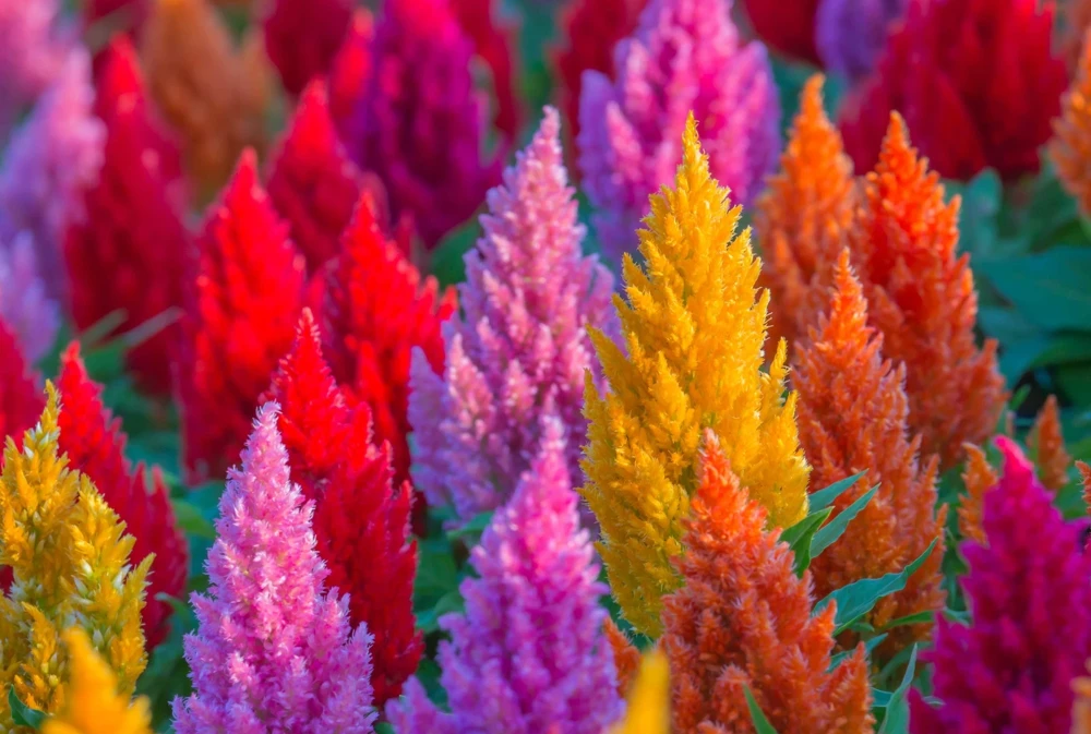 150 Mixed Celosia Plumosa & Pampas Plumes Flower Seeds for Garden - Image 1