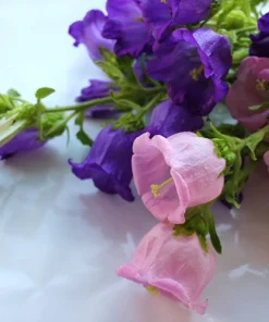 150 Mixed Colors Canterbury Bells Campanula Medium Flower Seeds - Image 10