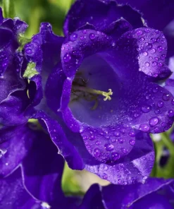 150 Mixed Colors Canterbury Bells Campanula Medium Flower Seeds - Image 11