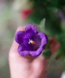 150 Mixed Colors Canterbury Bells Campanula Medium Flower Seeds - Image 12