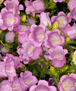 150 Mixed Colors Canterbury Bells Campanula Medium Flower Seeds - Image 13