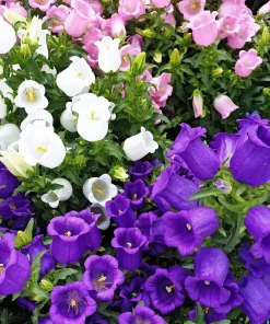 150 Mixed Colors Canterbury Bells Campanula Medium Flower Seeds - Image 14