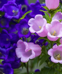 150 Mixed Colors Canterbury Bells Campanula Medium Flower Seeds - Image 2