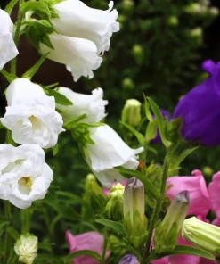 150 Mixed Colors Canterbury Bells Campanula Medium Flower Seeds - Image 3