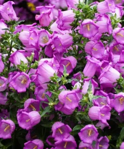 150 Mixed Colors Canterbury Bells Campanula Medium Flower Seeds - Image 4