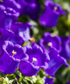 150 Mixed Colors Canterbury Bells Campanula Medium Flower Seeds - Image 5