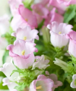 150 Mixed Colors Canterbury Bells Campanula Medium Flower Seeds - Image 6