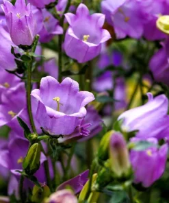 150 Mixed Colors Canterbury Bells Campanula Medium Flower Seeds - Image 7