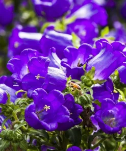 150 Mixed Colors Canterbury Bells Campanula Medium Flower Seeds - Image 8