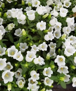 150 Mixed Colors Canterbury Bells Campanula Medium Flower Seeds - Image 9