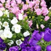 150 Mixed Colors Canterbury Bells Campanula Medium Flower Seeds - Image 1