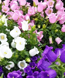 150 Mixed Colors Canterbury Bells Campanula Medium Flower Seeds - Image 1
