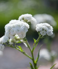 150 Pearl Yarrow White Double Flower Seeds - Achillea Ptarmica - Image 10