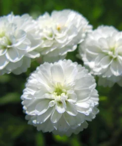 150 Pearl Yarrow White Double Flower Seeds - Achillea Ptarmica - Image 2