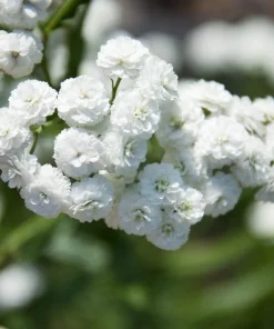 150 Pearl Yarrow White Double Flower Seeds - Achillea Ptarmica - Image 3