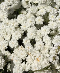 150 Pearl Yarrow White Double Flower Seeds - Achillea Ptarmica - Image 4