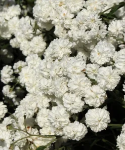 150 Pearl Yarrow White Double Flower Seeds - Achillea Ptarmica - Image 5