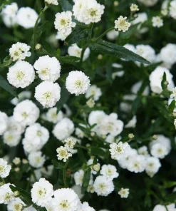 150 Pearl Yarrow White Double Flower Seeds - Achillea Ptarmica - Image 6