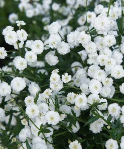 150 Pearl Yarrow White Double Flower Seeds - Achillea Ptarmica - Image 7