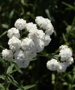 150 Pearl Yarrow White Double Flower Seeds - Achillea Ptarmica - Image 8