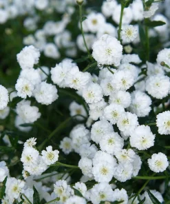 150 Pearl Yarrow White Double Flower Seeds - Achillea Ptarmica - Image 9