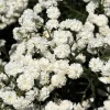 150 Pearl Yarrow White Double Flower Seeds - Achillea Ptarmica - Image 1