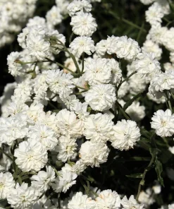 150 Pearl Yarrow White Double Flower Seeds - Achillea Ptarmica - Image 1