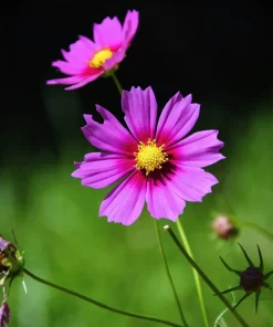 150 Pink Cosmos Radiance Bipinnatus Flower Seeds – Easy Grow Annual - Image 10