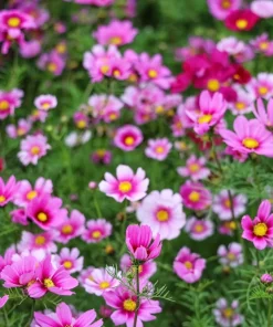150 Pink Cosmos Radiance Bipinnatus Flower Seeds – Easy Grow Annual - Image 2