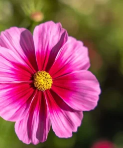 150 Pink Cosmos Radiance Bipinnatus Flower Seeds – Easy Grow Annual - Image 3
