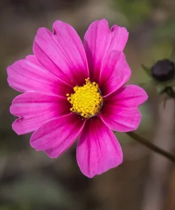 150 Pink Cosmos Radiance Bipinnatus Flower Seeds – Easy Grow Annual - Image 4