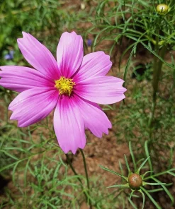 150 Pink Cosmos Radiance Bipinnatus Flower Seeds – Easy Grow Annual - Image 5