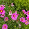 150 Pink Cosmos Radiance Bipinnatus Flower Seeds – Easy Grow Annual - Image 1