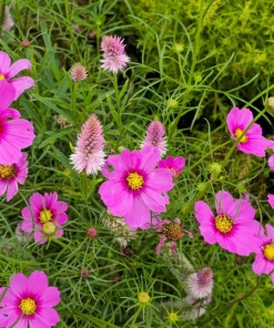 150 Pink Cosmos Radiance Bipinnatus Flower Seeds – Easy Grow Annual - Image 1