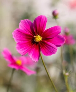 150 Pink Cosmos Radiance Bipinnatus Flower Seeds – Easy Grow Annual - Image 6