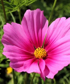 150 Pink Cosmos Radiance Bipinnatus Flower Seeds – Easy Grow Annual - Image 7