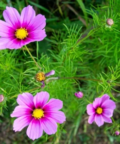150 Pink Cosmos Radiance Bipinnatus Flower Seeds – Easy Grow Annual - Image 8
