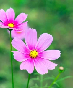 150 Pink Cosmos Radiance Bipinnatus Flower Seeds – Easy Grow Annual - Image 9