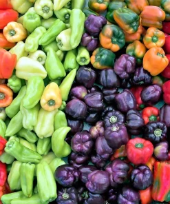 150 Rainbow Bell Pepper Seeds - Sweet, Colorful Vegetable Garden Mix - Image 4