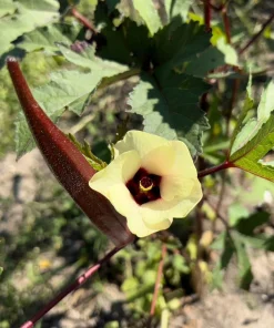 150 Red Burgundy Okra Seeds - Abelmoschus Esculentus Vegetable Seeds - Image 2